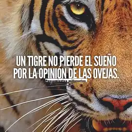 un_tigre_no_pierde_el_sueno_por_la_opinion_de_las_ovejas